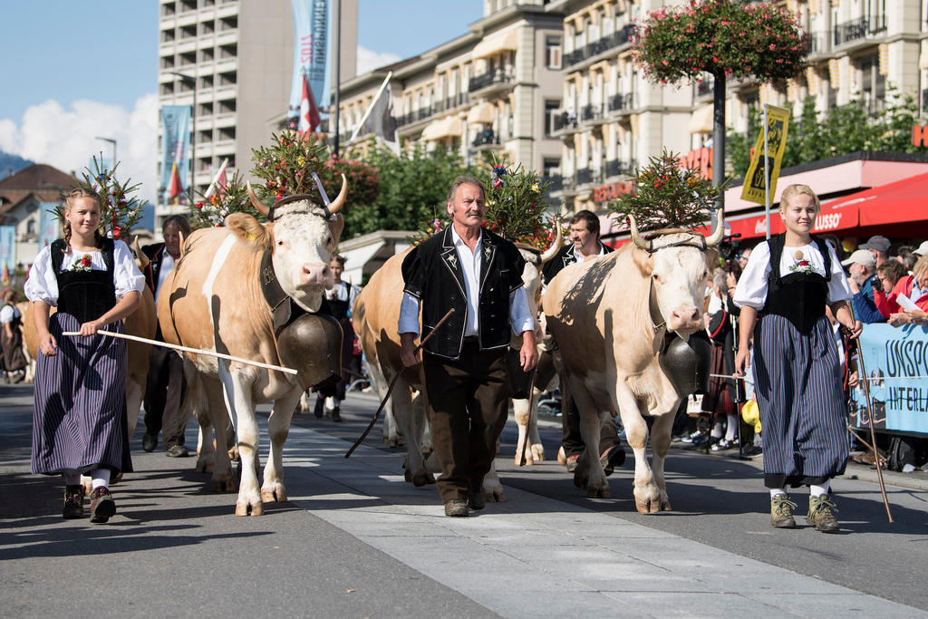 cows at a festival