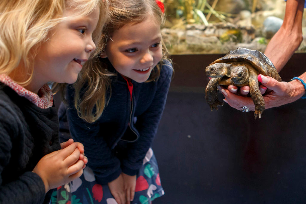 dos niñas miran a la tortuga con dos cabezas