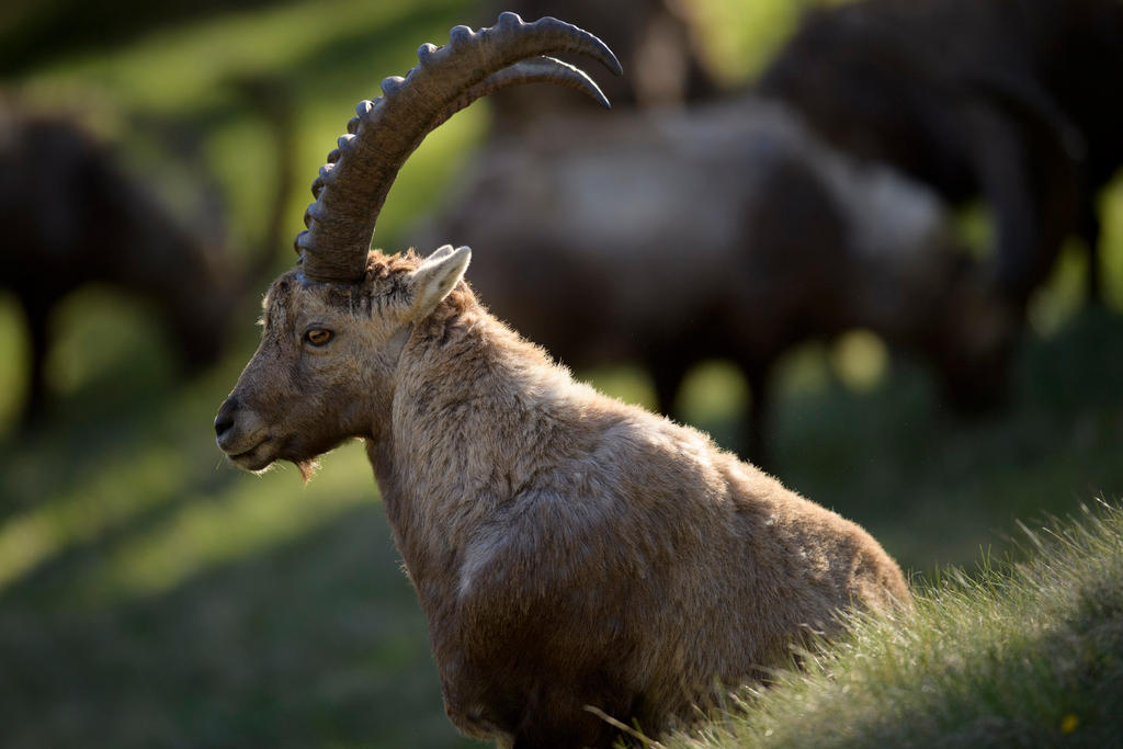 An ibex