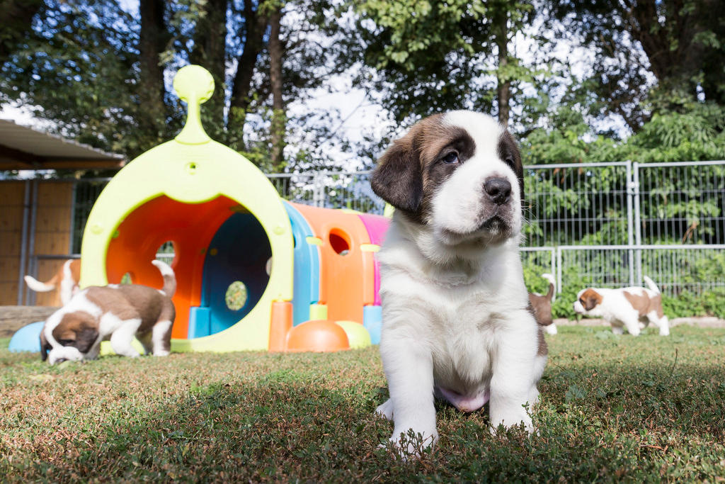 セント・バーナードの子犬