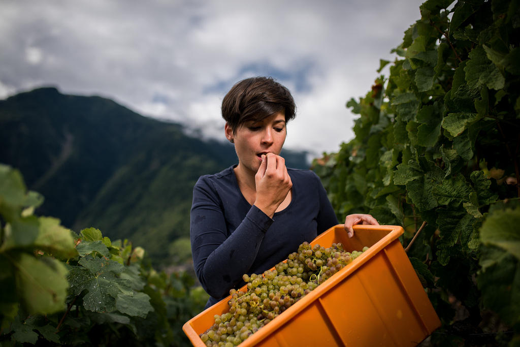 Sarah Besse tries a white grape of the Marsanne Blanche variety.