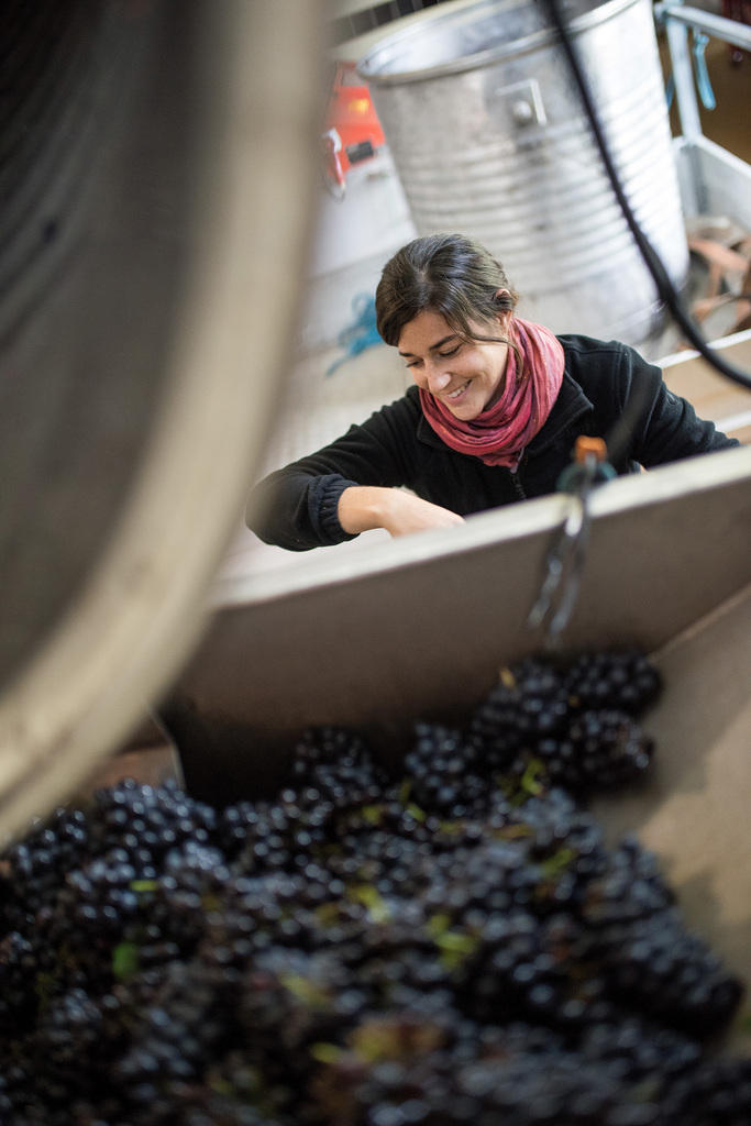 After harvesting the grapes comes the selection: Martine Vocat at work.