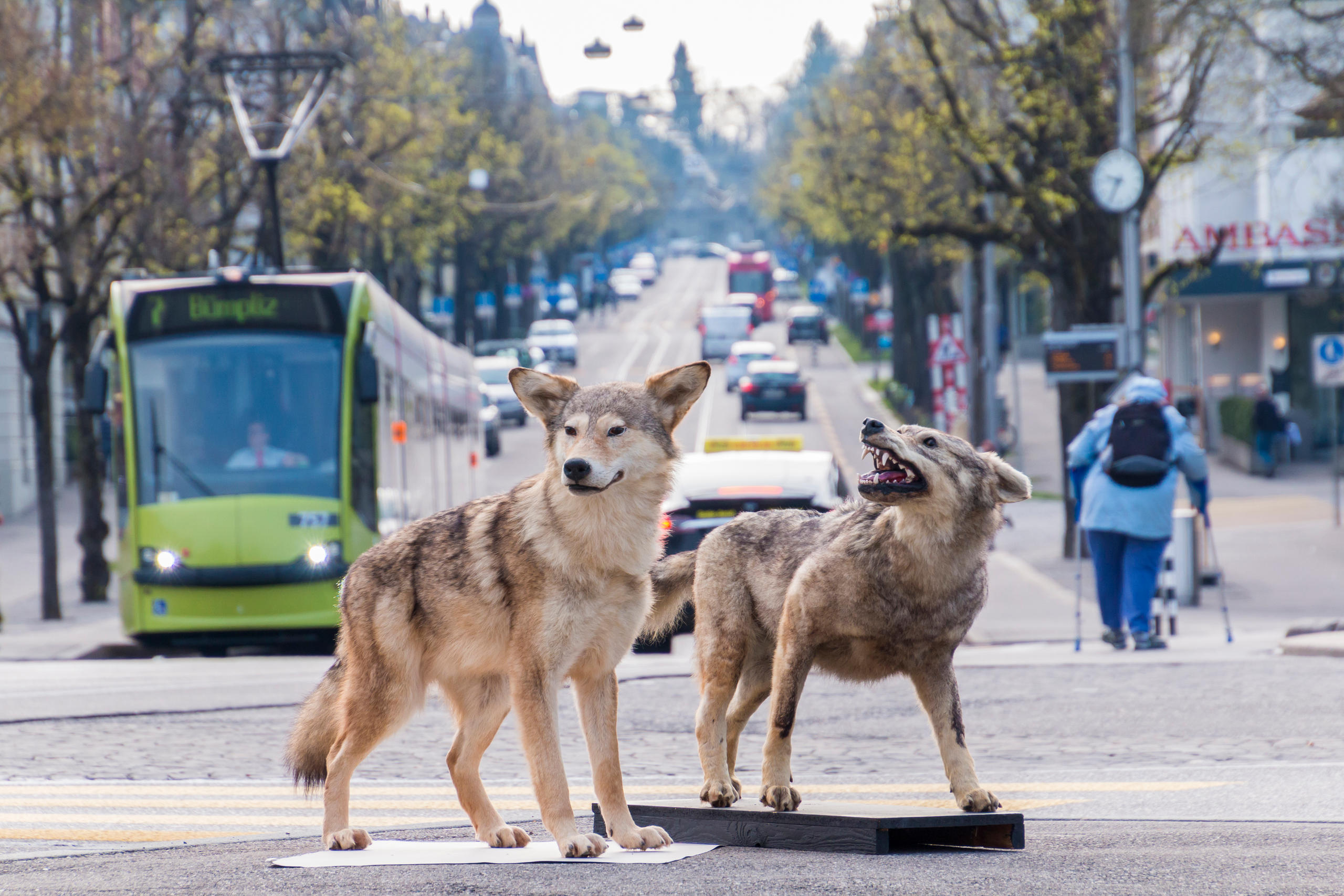 Ausgestopfte Wölfe mitten in der Stadt Bern auf einer Strasse