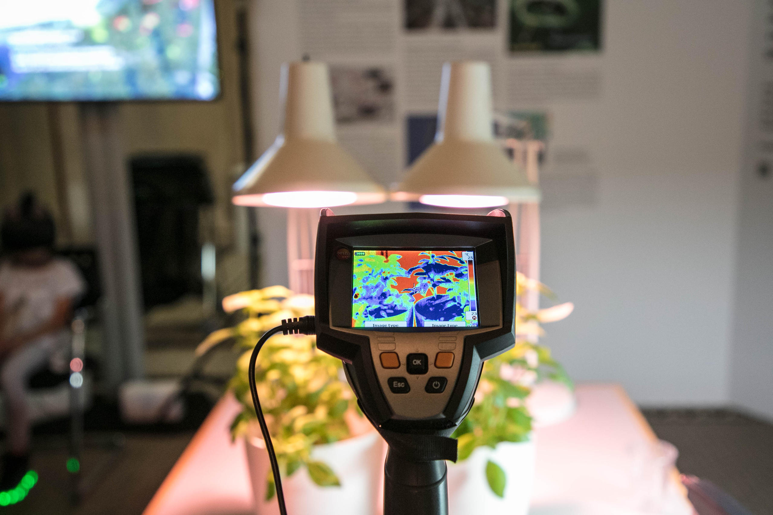 2本の植物の標本