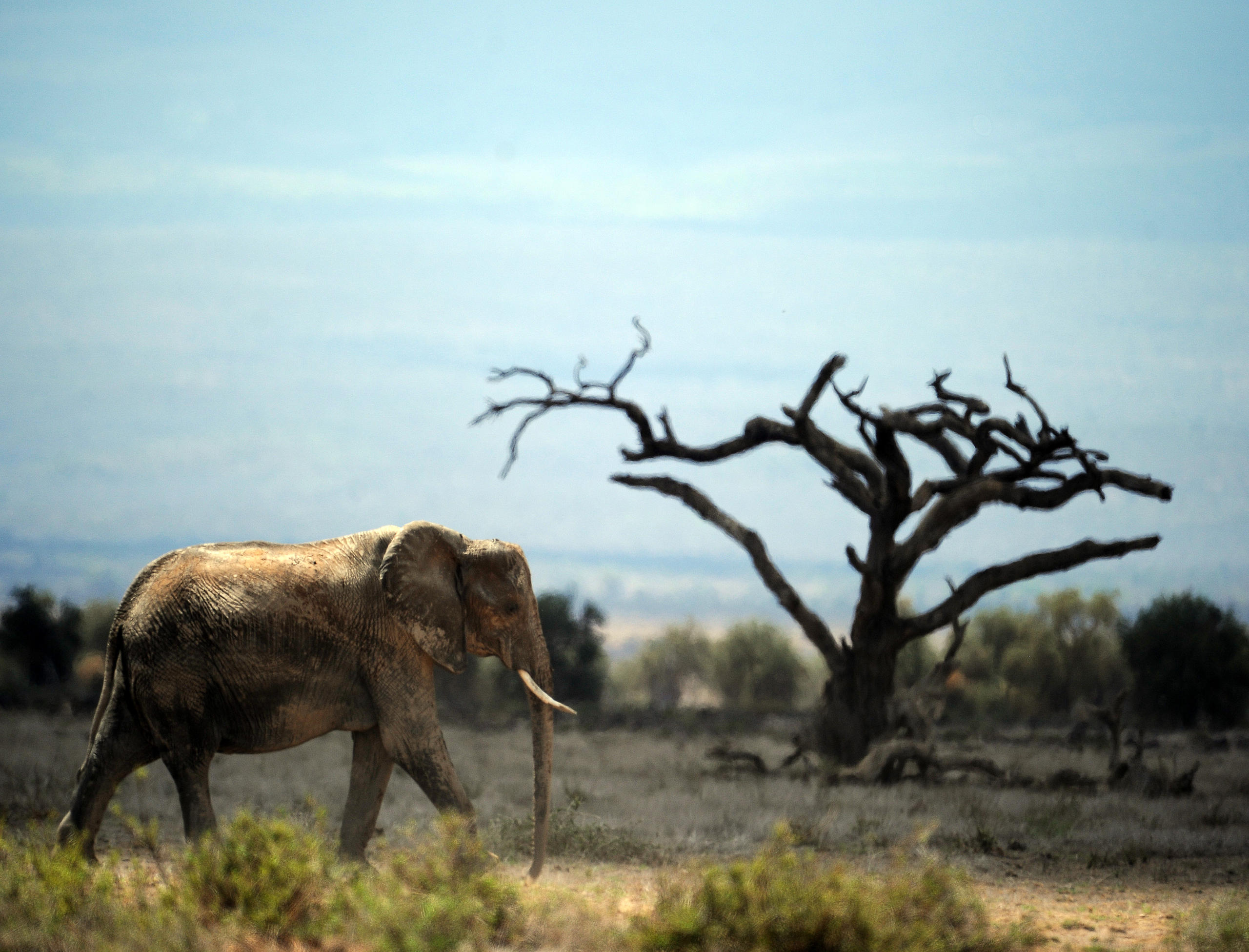 Elephant in Kenya s Amboseli nature park
