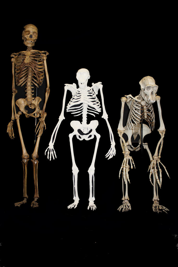 Drei Skelette von menschenähnlichen Wesen