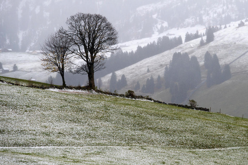 Zwei Baume, im Hintergrund verschneite Landschaft