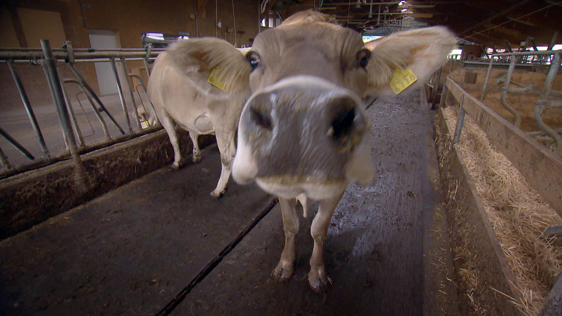 A cow showing its nostrils.