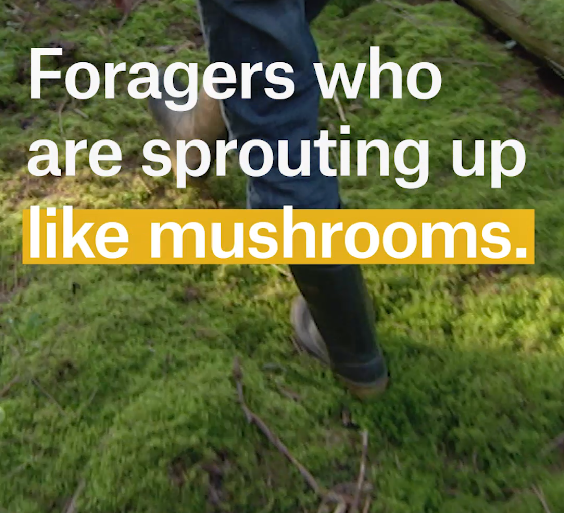 A cover image for a Nouvo video about the dangers of mushroom picking.