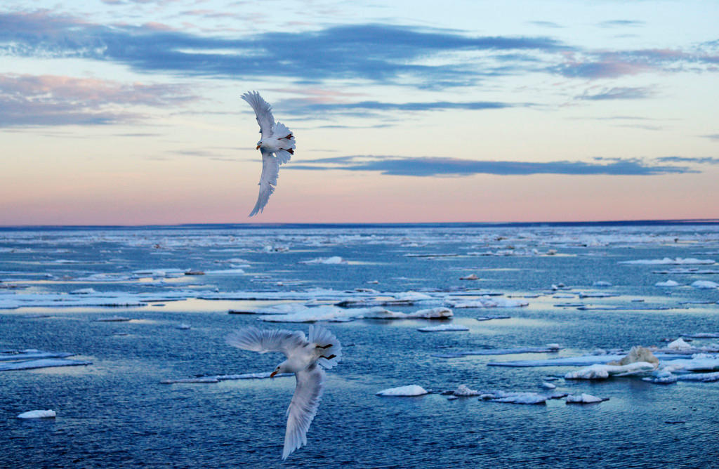 seagulls over arctic ocean