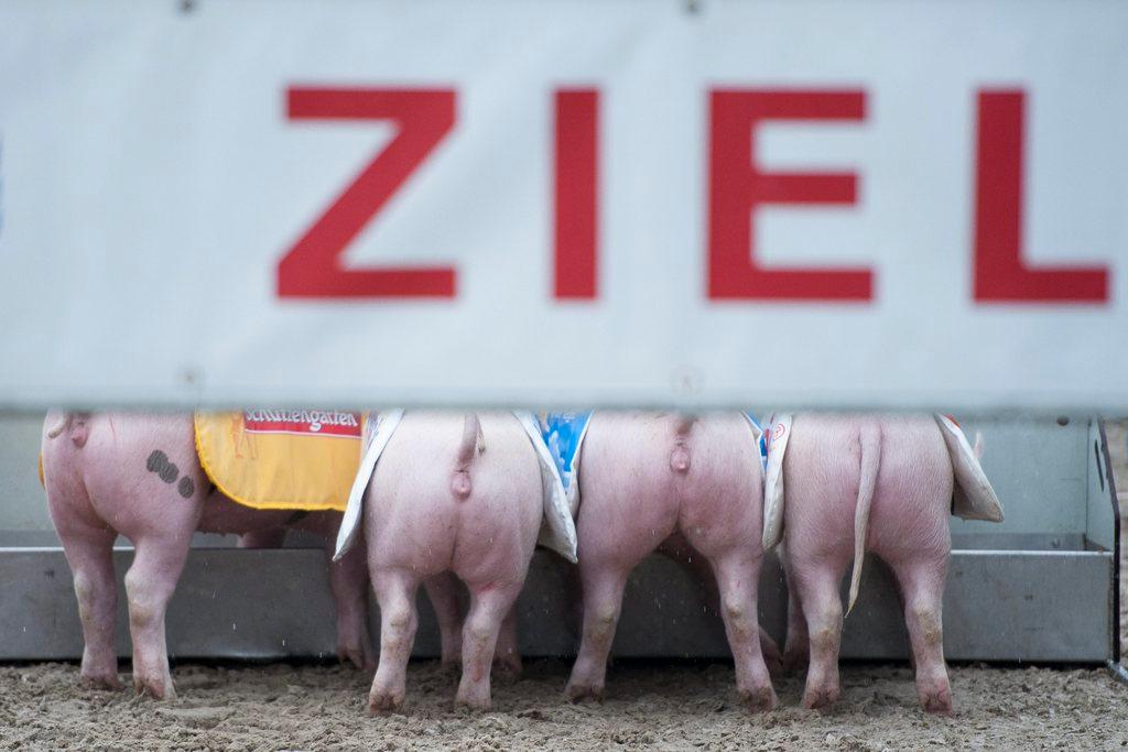 Racing pigs