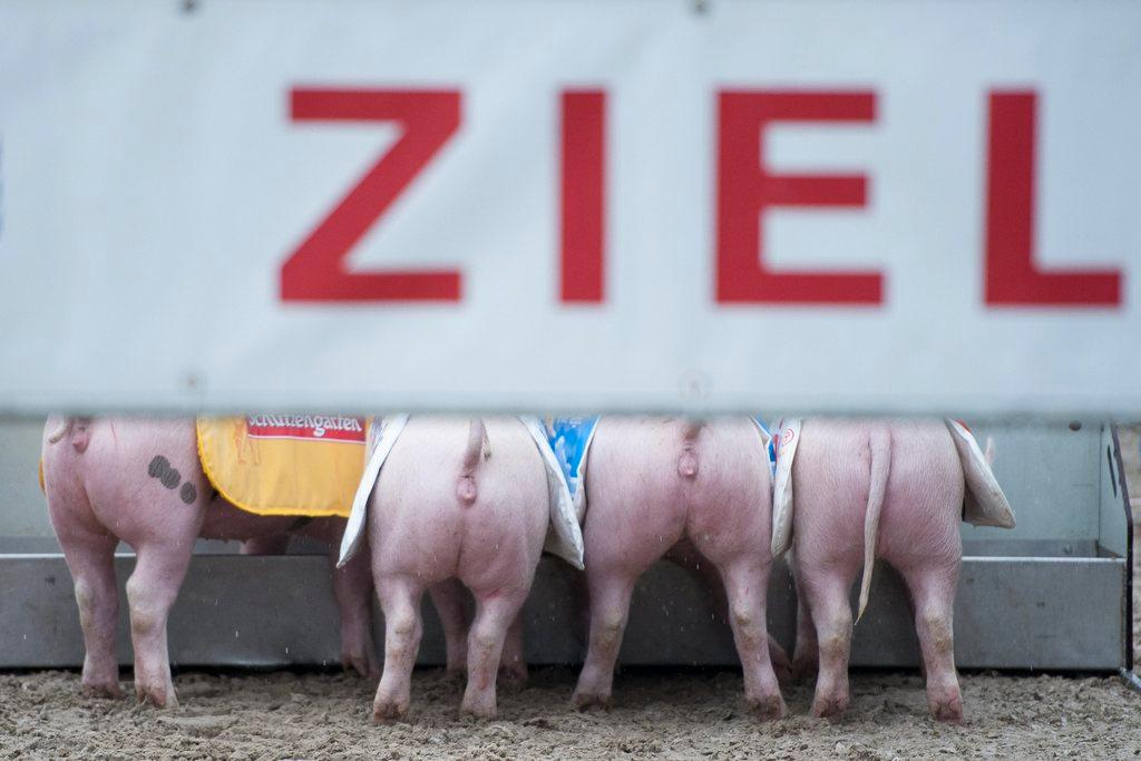 Cochinitos de carreras