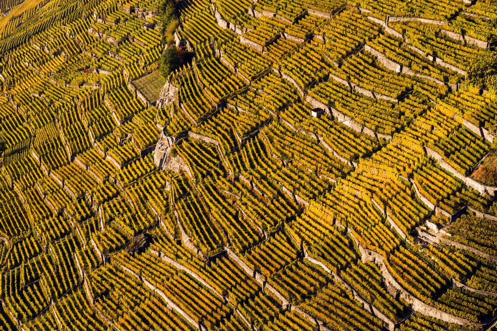 上空から望むワイン畑