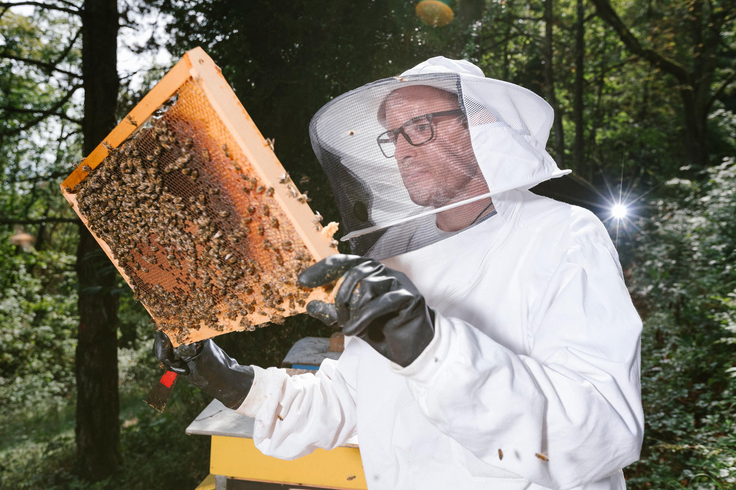 Swiss bee expert laments exaggerated focus on insecticides - SWI ...