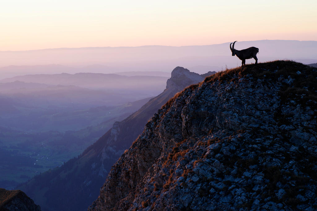 岩山から日の出を望むアイベックス