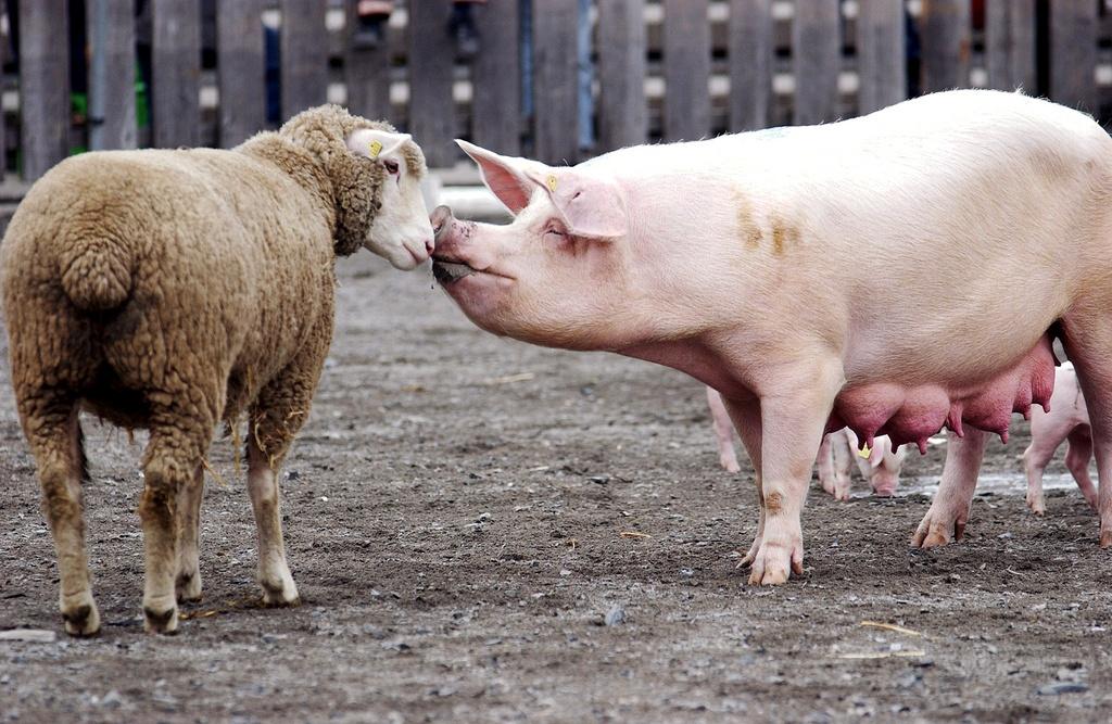 Borrego y cochino se olfatean.