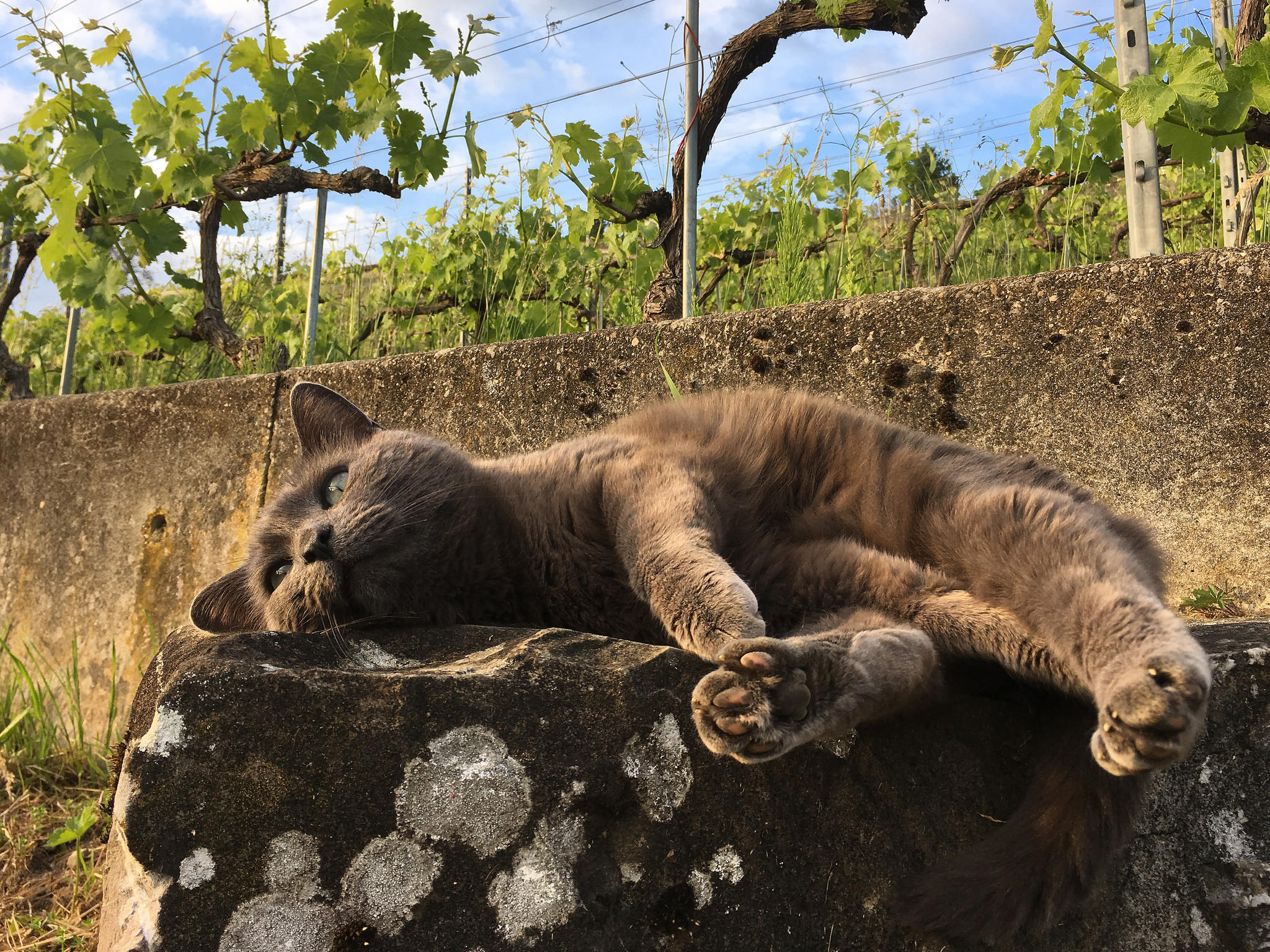 Katze liegt auf Stein