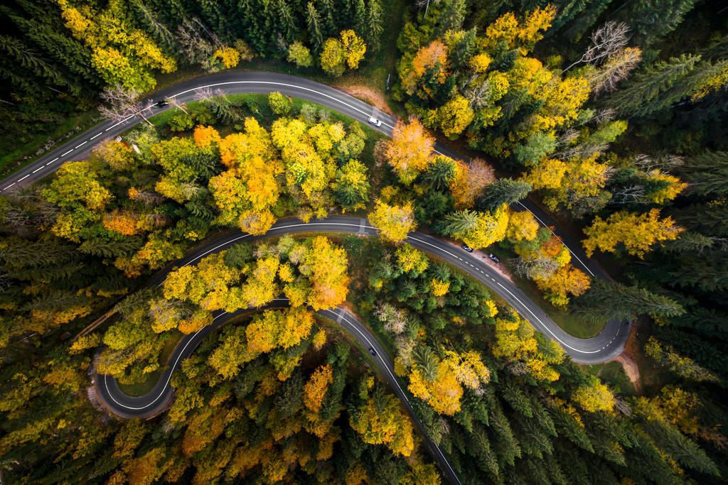 空中から撮影した道路を取り囲む紅葉の写真