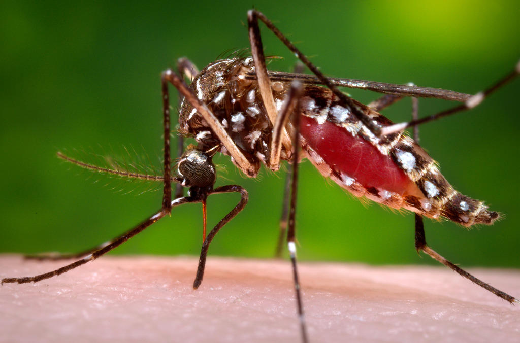 A mosquito drinks blood from human skin