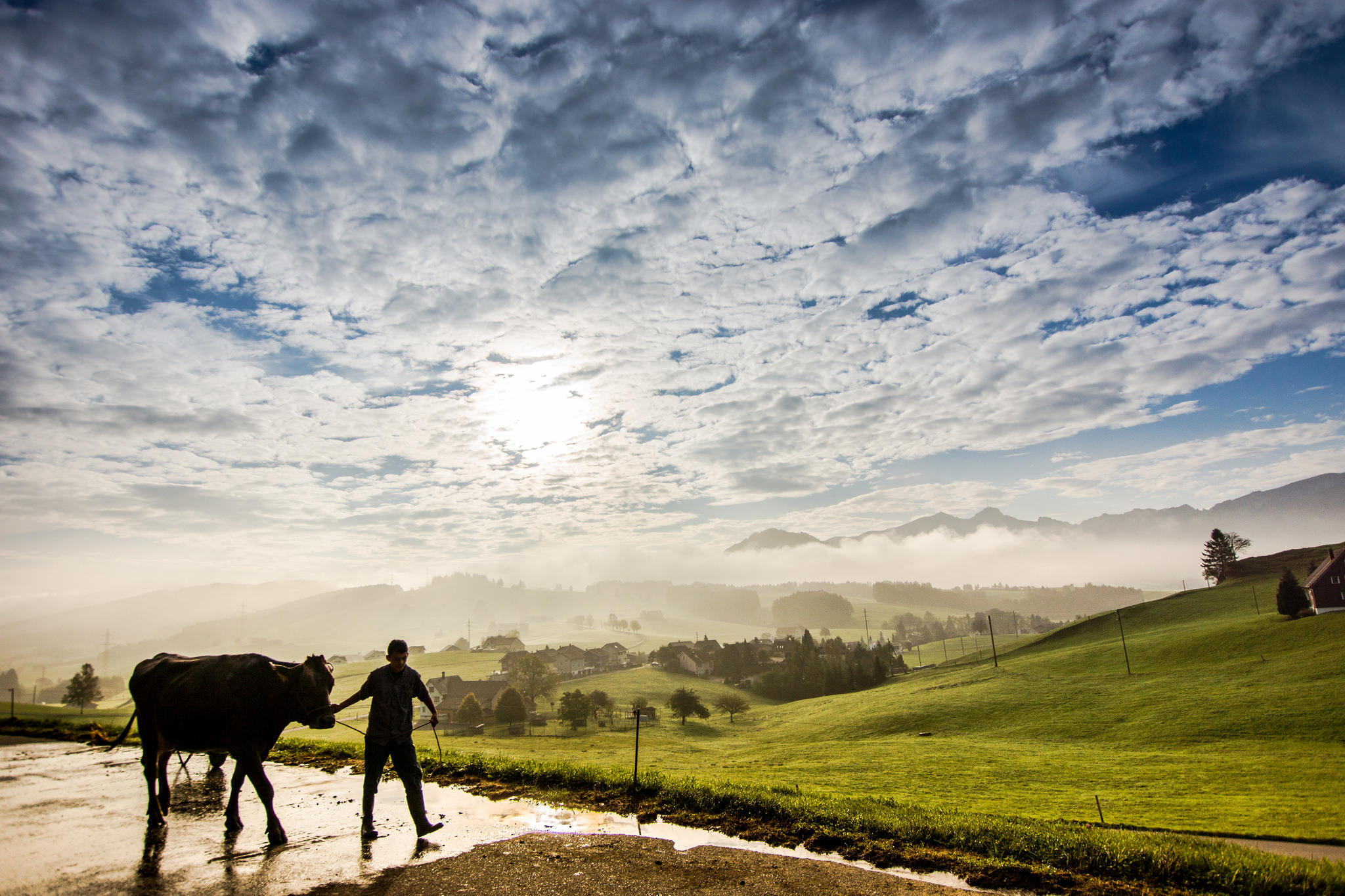 Kuh und Bauer vor sonnendurchfluteter Landschaft mit weissen Wolken am blauen Himmel