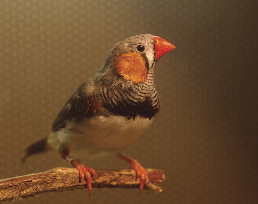 A young zebra finch perches on a twig