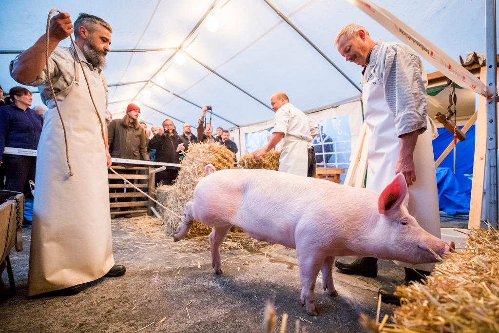 A pig, about to be slaughtered, is watched by spectators