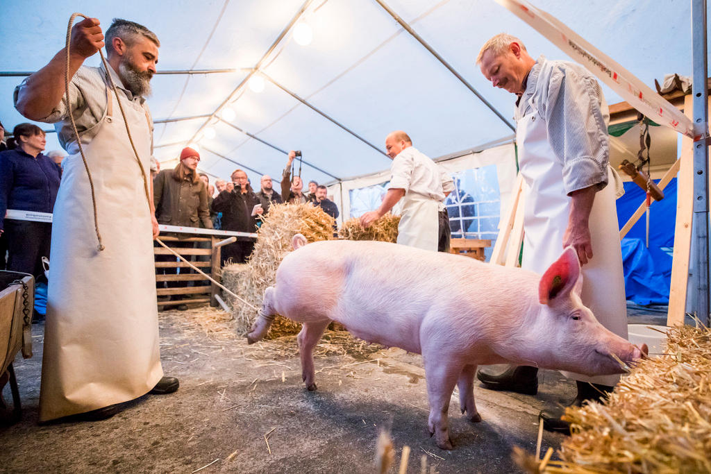 Ein Schwein wird von mehreren Menschen begutachtet