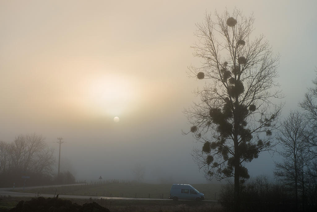 Sun shines through the mist and branches of a tree with Mistletoe.