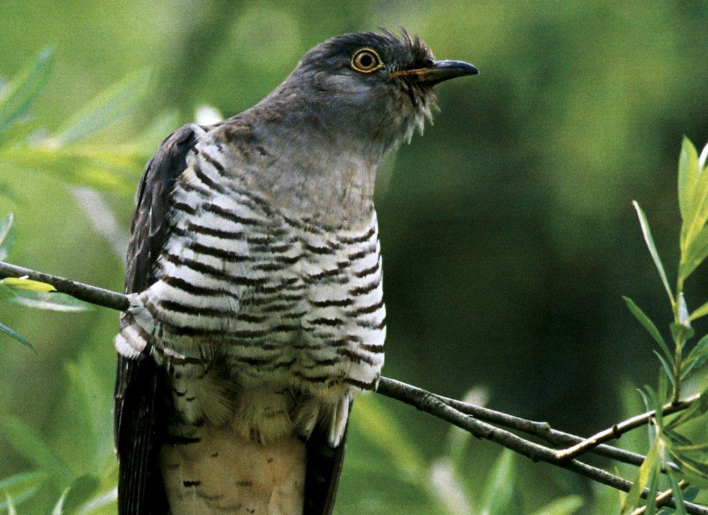 cuckoo bird