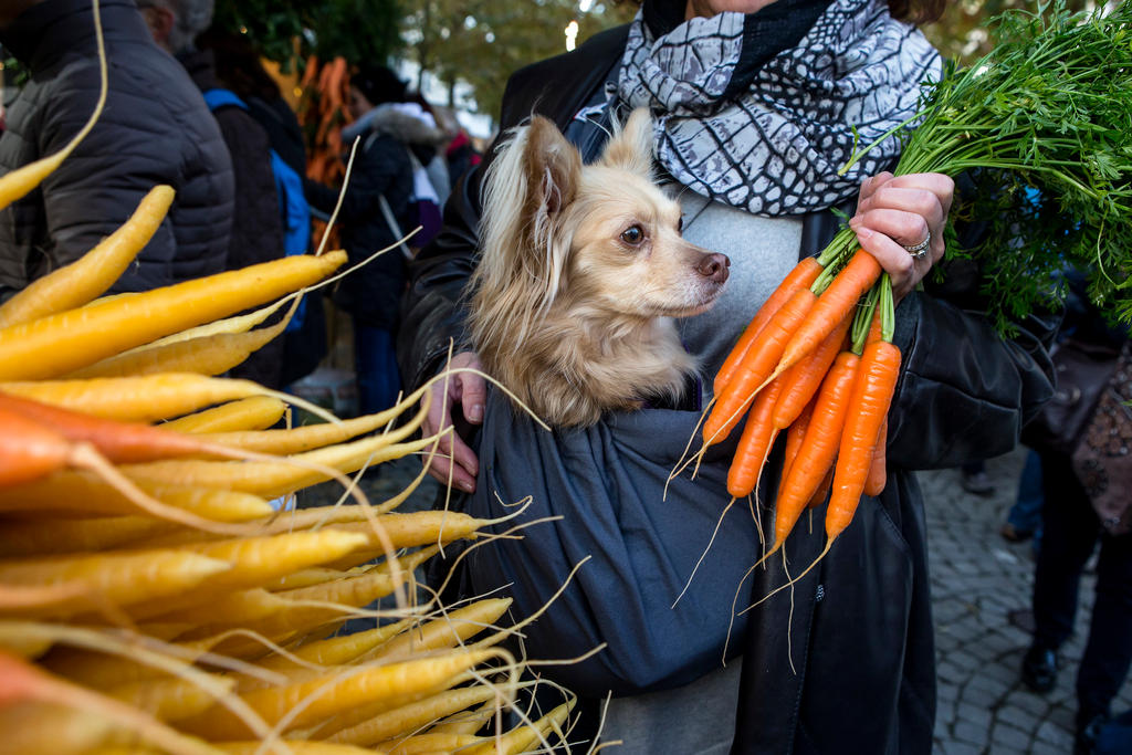 Ein Schosshund wird in einer Tasche an den Karottenmarkt getragen. Frauchen hält orange Rüebli in den Händen.