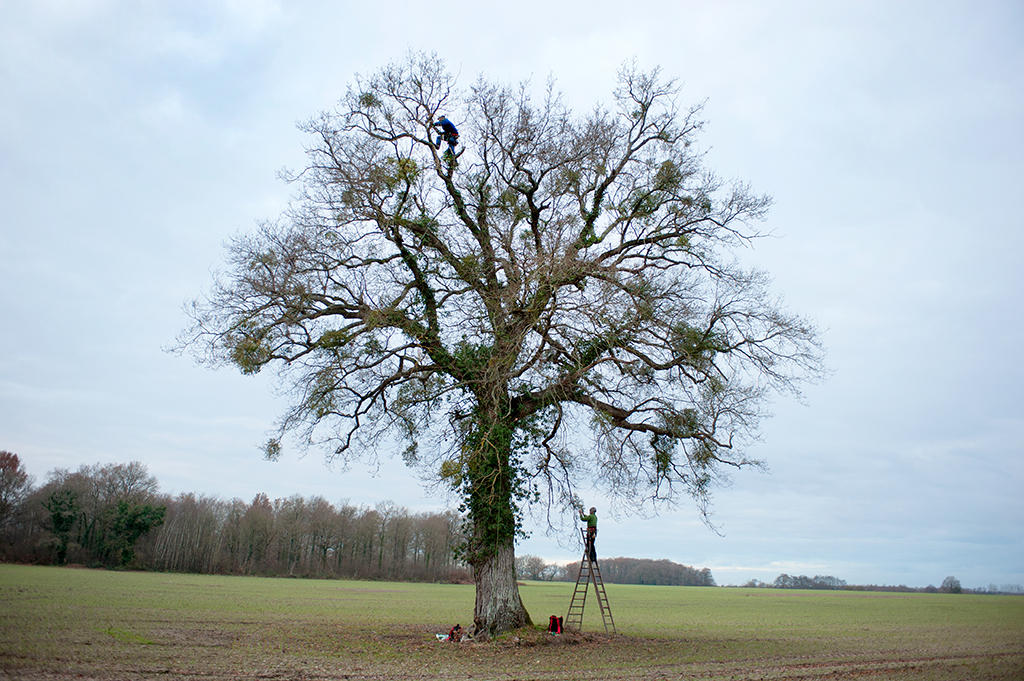 Collecting Mistletoe from a tree midst in a field.