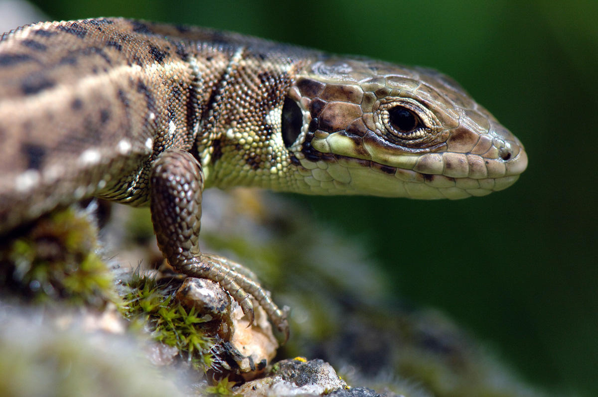 wall lizard