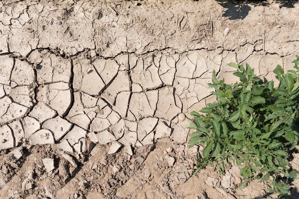 campo di patate che soffre della siccità