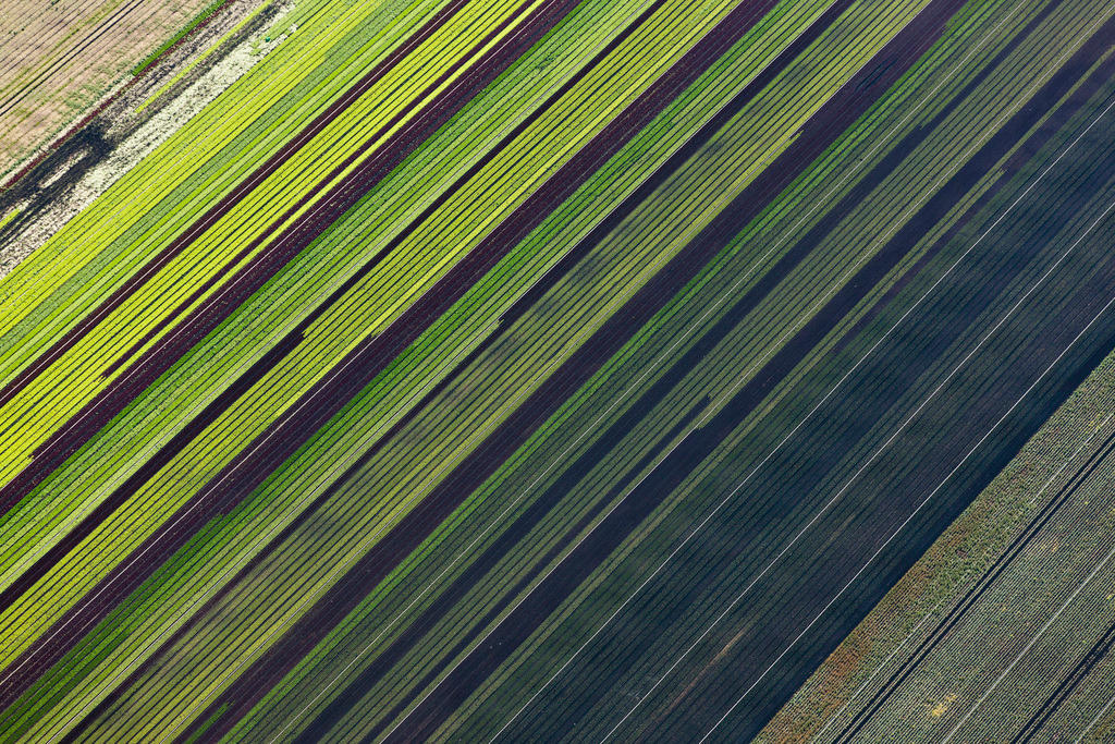 crop fields