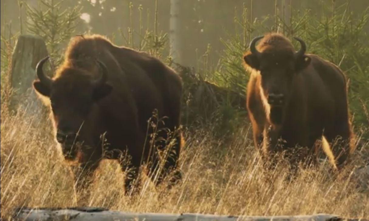 Due bisonti europei