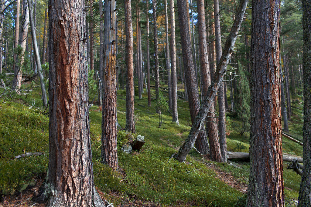 Floresta de Plan Perio no Parque Nacional Suíço, cantão dos Grisões.