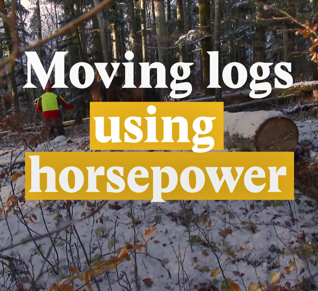 A cover image for a Nouvo video about using horsepower to move logs in Switzerland.