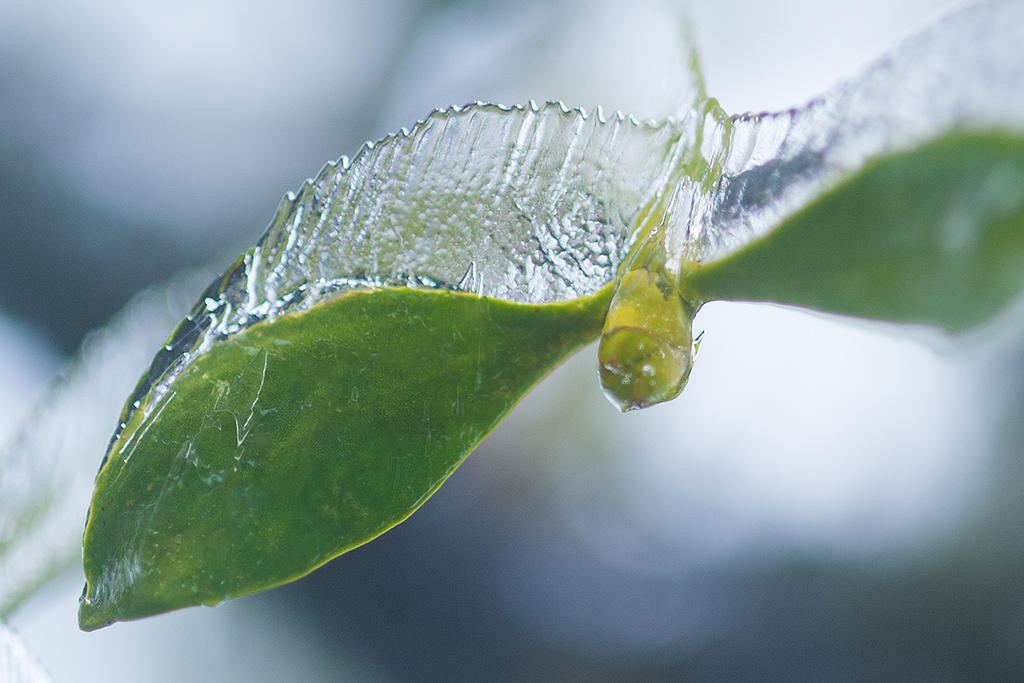 Mistletoe with ice