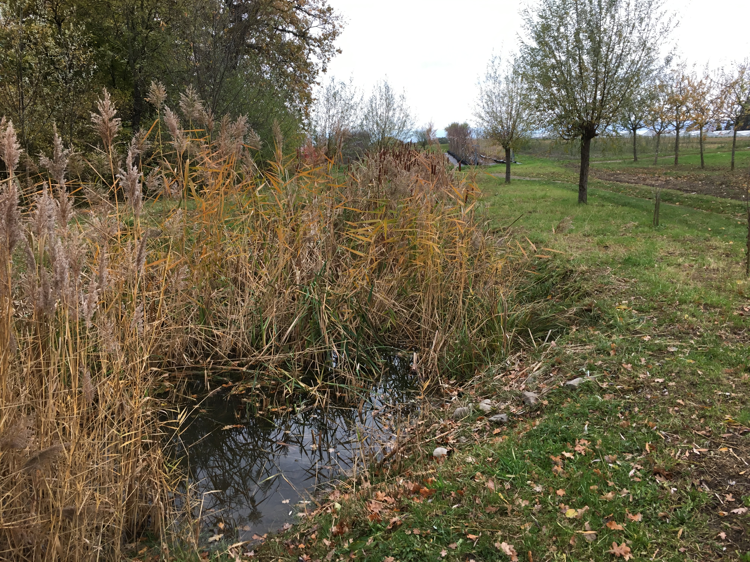 A small pond covered with vegetation with a fruit orchard in the background