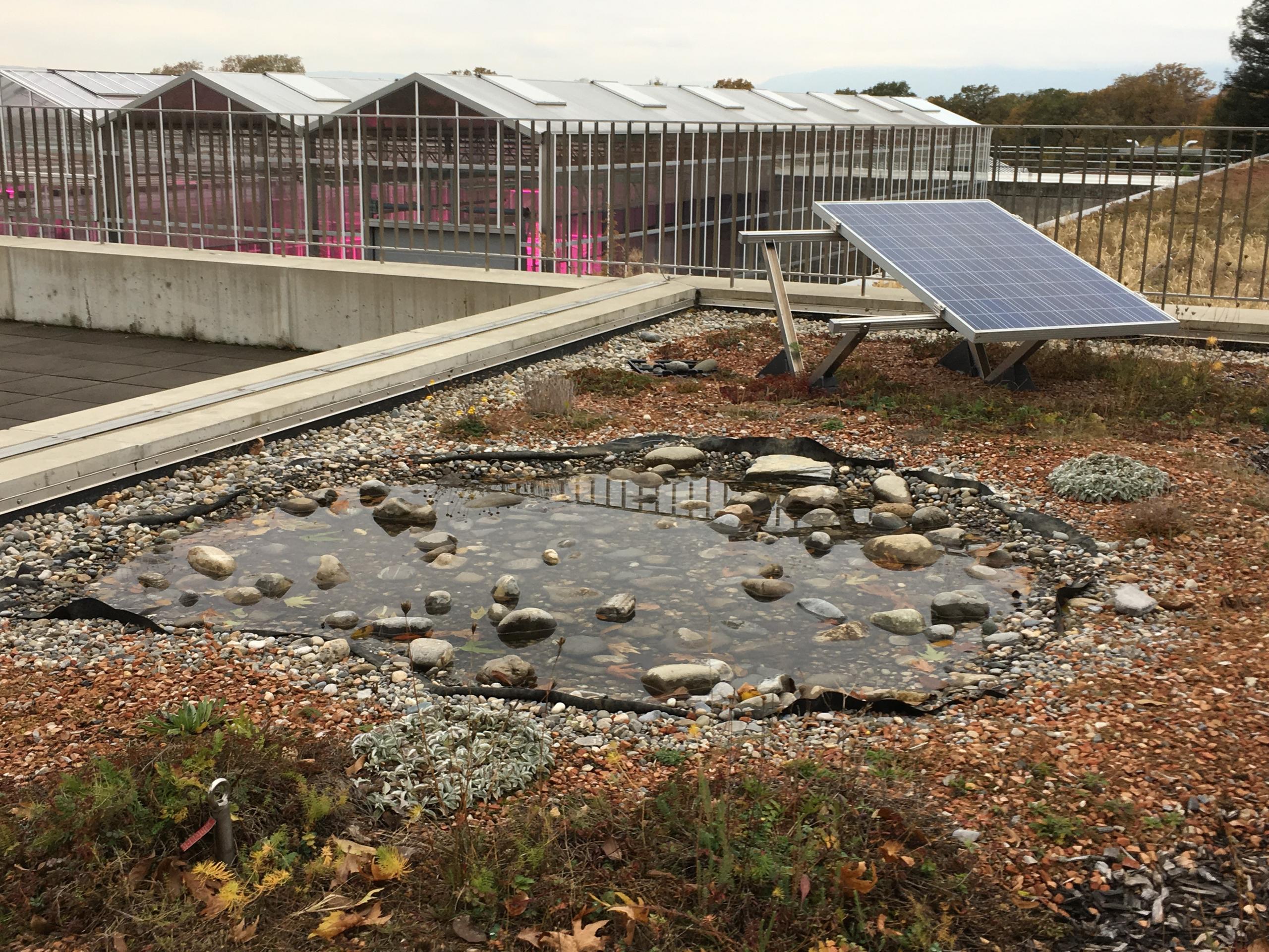 An artificial pond on the roof of a building at Lullier Horticultural School, Switzerland