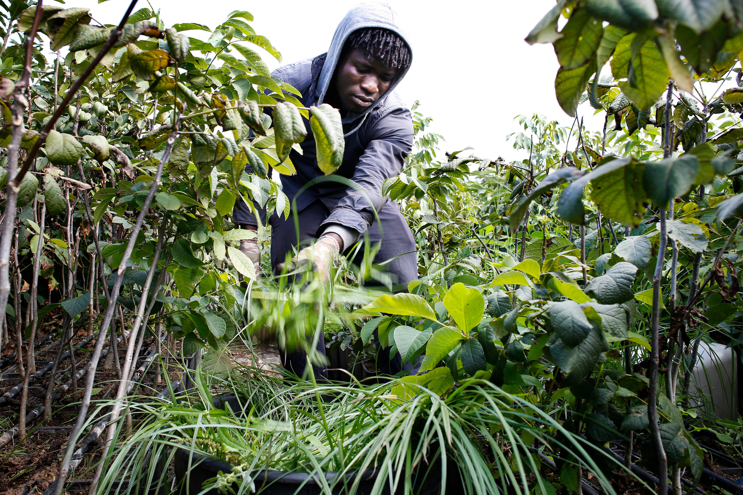 migrante africano al lavoro in un campo in Calabria