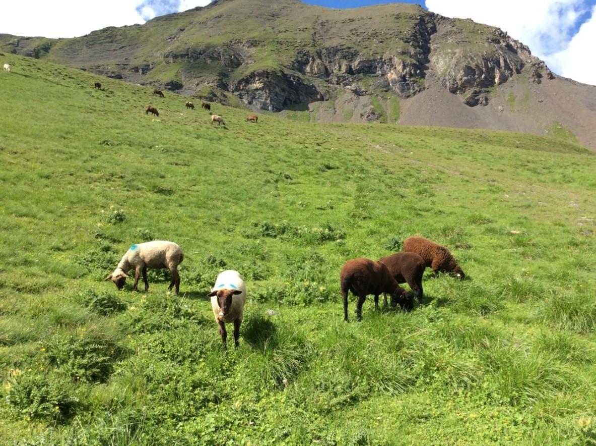 我在瑞士徒步……