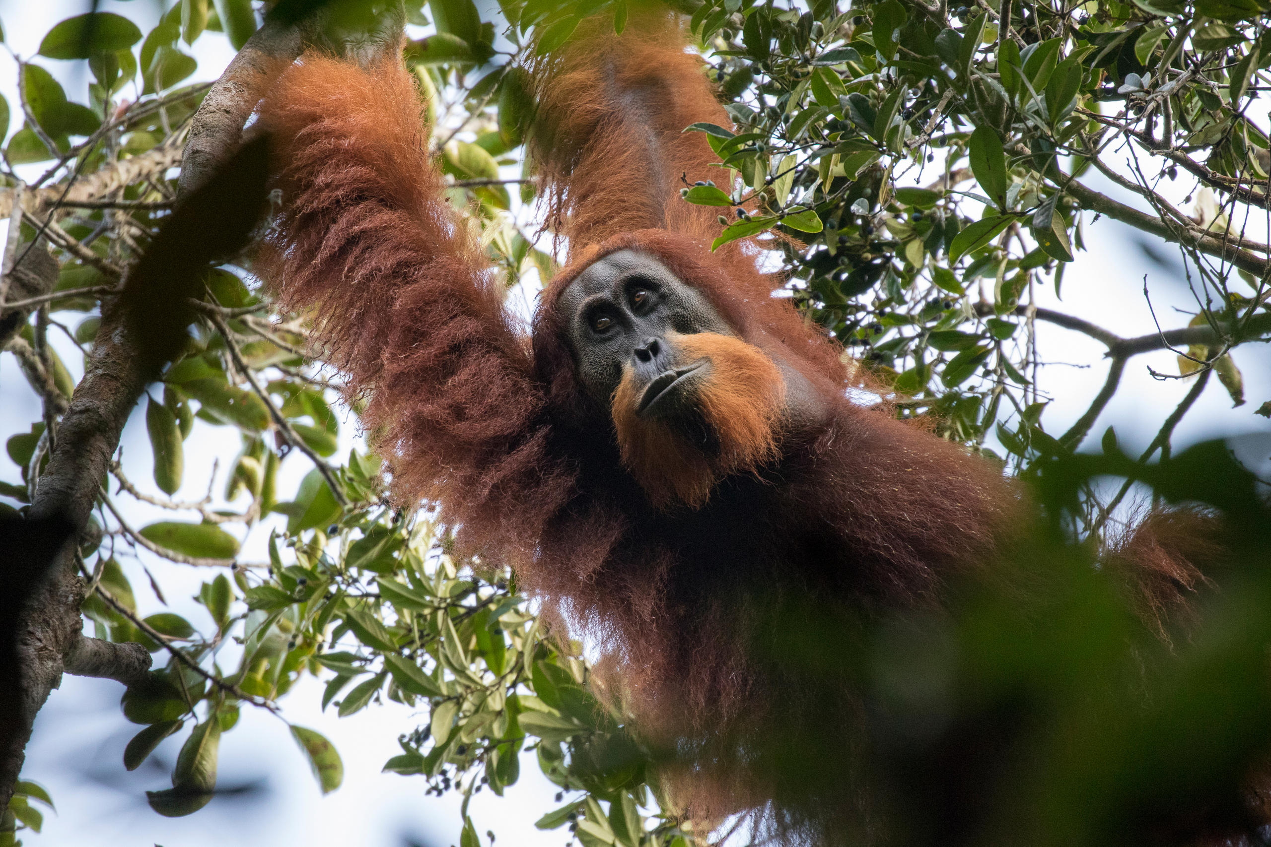 A Tapanuli orangutan