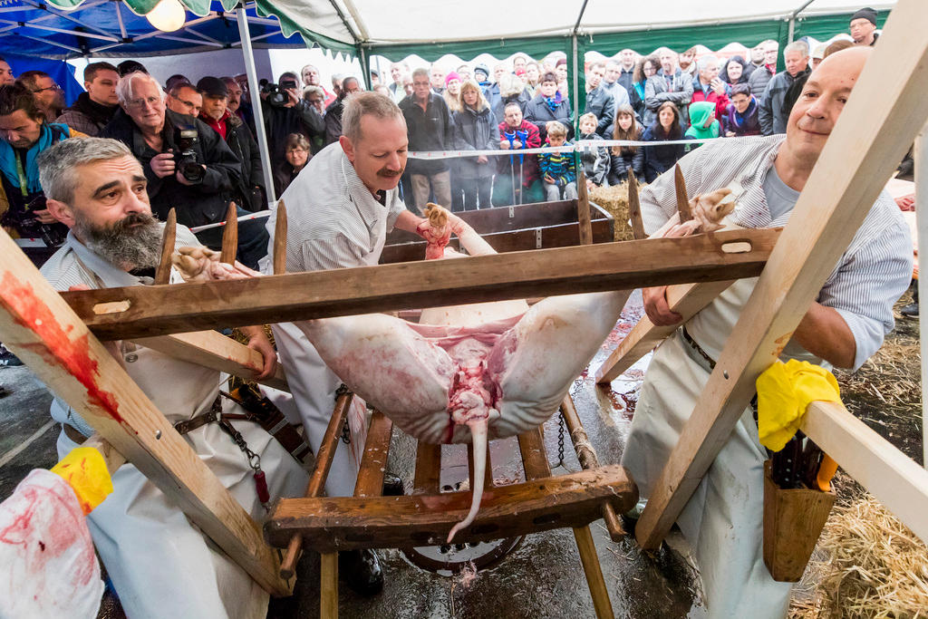 Butchering a pig