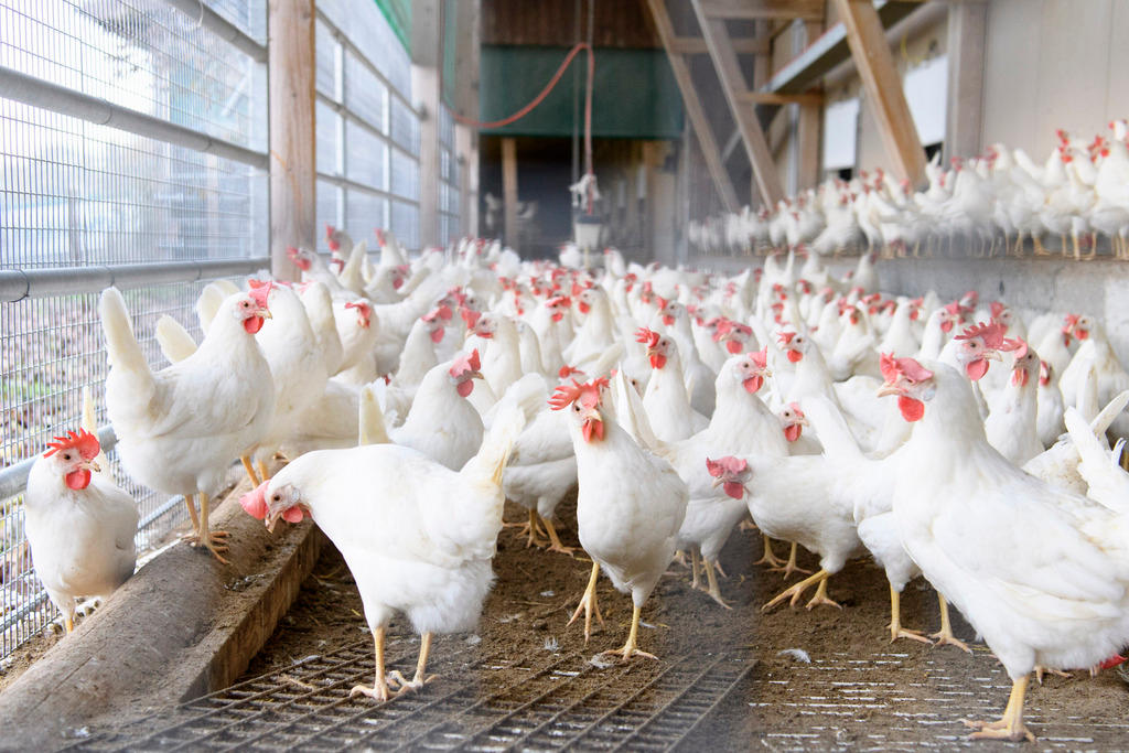 white hens on a farm