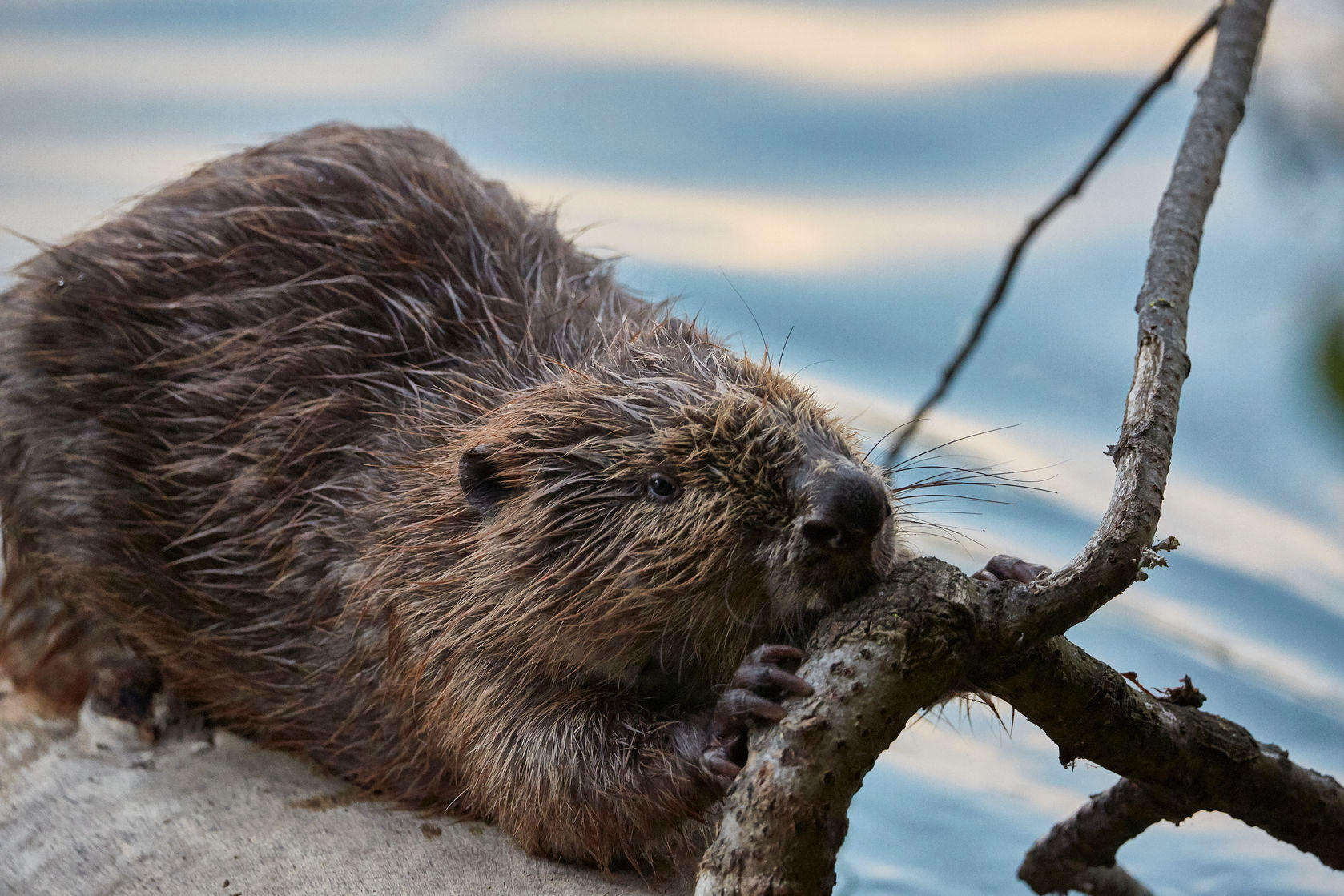 beaver