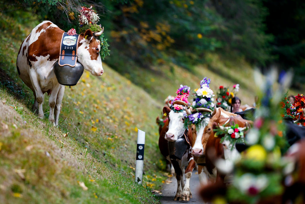 Retorno de las vacas en el valle de Etivaz, 30 de septiembre.