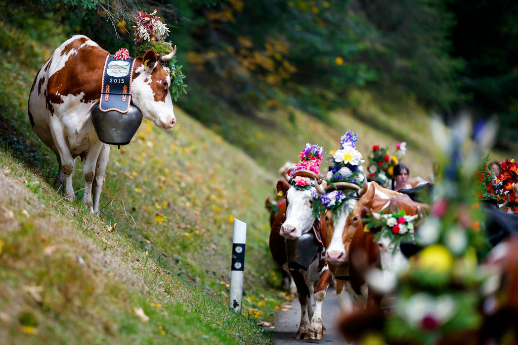 Kühe mit Blumen geschmückt auf einer Strasse