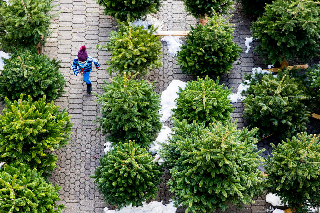 Un bambino corre in mezzo a degli abeti allineati per la vendita.