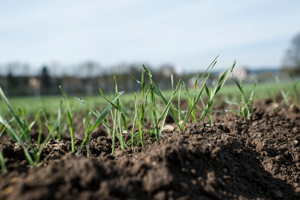 A ground-level view of a field planted with a crop of wheat